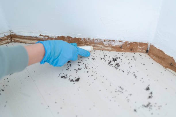 Wasp Removal Services in Ottumwa, IA